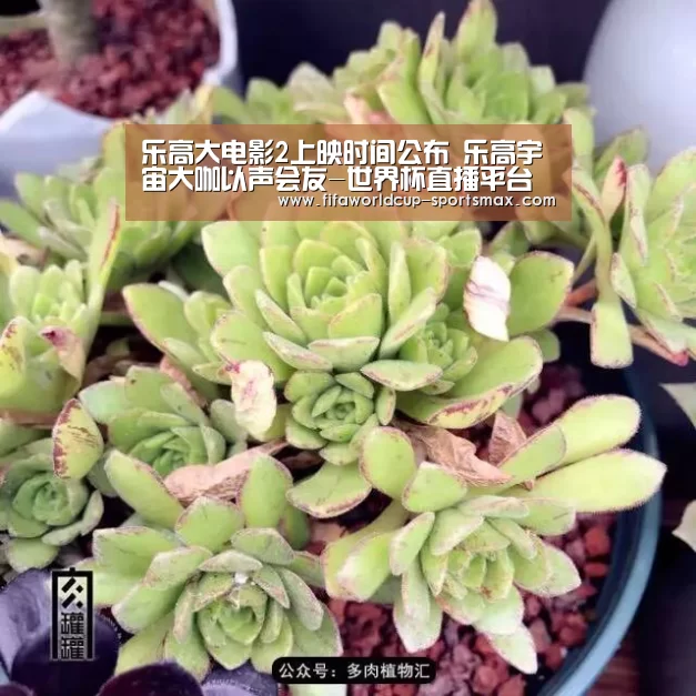 世界杯登录入口