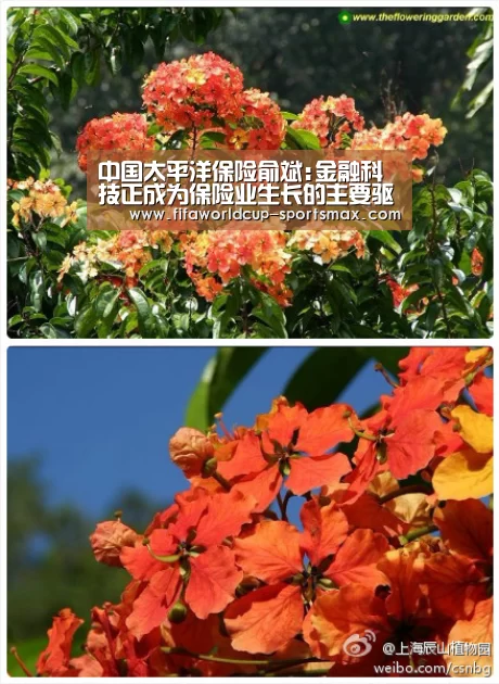 世界杯登录入口